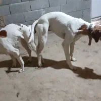 توله سگ شکاری پوینتر انگلیس دنبلانی|سگ|گلی داغ, |دیوار