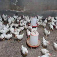 جوجه خروس|حیوانات مزرعه|صحنه, |دیوار