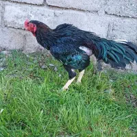 تعدادی جوجه لاری ۲سرخارجی