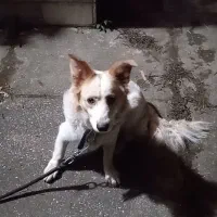 واگذاری سگ احساسی مهربون نژاد دار|سگ|رامسر, |دیوار