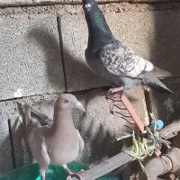 پلاکی