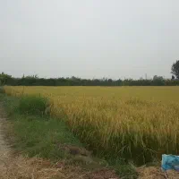شالیزاری واقع در جاده جویبار بعد از تعویض پلاک|فروش دفتر صنعتی، کشاورزی، تجاری|ساری, |دیوار
