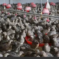 تخم بلدرچین جوجه بلدرچین بلدرچین ماده