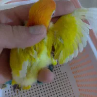 طوطی برزیلی پاربلو اوپلاین سرلاکی ۵ عدد|پرنده|اسلام‌شهر, شهرک محمدیه|دیوار