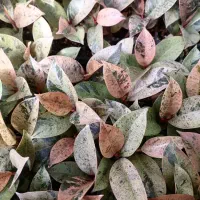 انواع نشا گیاهان آپارتمانی