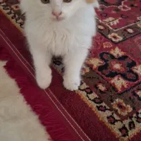 واگذاری بچه گربه