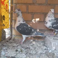 کبوتر سینه سفید