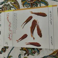 کتاب|کتاب و مجله ادبی|قزوین, |دیوار