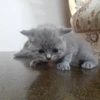 گربه بریتیش اصیل|گربه|رشت, ولکس|دیوار