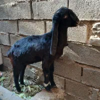 کارون|حیوانات مزرعه|کارون, |دیوار