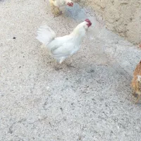 خروس گلین