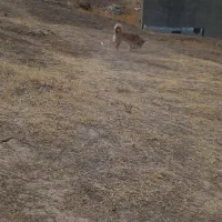 واگذاری سگ پاکوتاه خانگی|سگ|هشترود, |دیوار