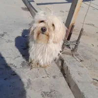 سگ پاپی|سگ|ابریشم, |دیوار