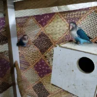 جفت کوتوله کاربنی