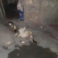 مرغ با ۱۰ جوجه