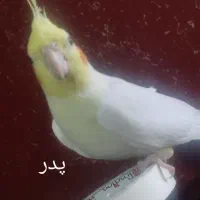 جوجه عروس هلندی|پرنده|اسلام‌شهر, مسکن مهر اسلاشهر (شهرک امام خمینی)|دیوار