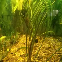 فروش آکواریوم 1متردر40در60|ماهی|آمل, |دیوار