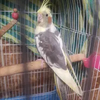عروس هلندی گمشده