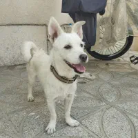 سگ نژاد اشپیز