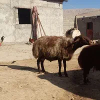 قوچافشاری|حیوانات مزرعه|هرسین, |دیوار