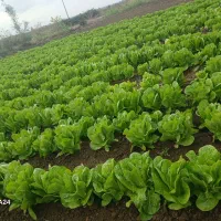 کاهو روغنی درجه ا|خوردنی و آشامیدنی|دلند, |دیوار