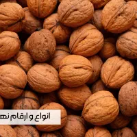 نهال گردو چندلر خوشه ای صادراتی با ارسال فــوری|گل و گیاه طبیعی|تبریز, |دیوار