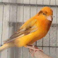 قناری حلقه به پا