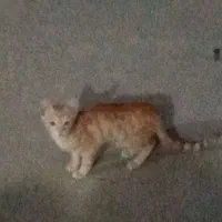 گربه