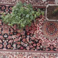 کناره نو|فرش|تربتحیدریه, حیدرآباد|دیوار