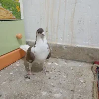 کفتر افغانی|پرنده|قرچک, قشلاق جیتو|دیوار