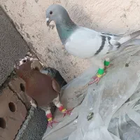 شامی و پلنگ سرخ