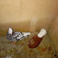 جفت دمسفیدبشرط تخم جوجه الان یه جوجه کوچیک دارن