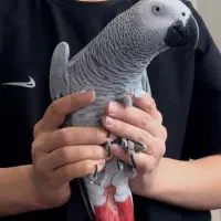 طوطی کاسکو
