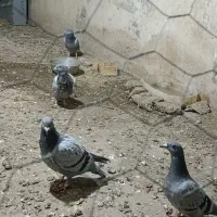 کبوتر فروشی|پرنده|زابل, |دیوار