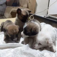 ۴عددسگ ماده ازنژاداشپیتز|سگ|اراک, |دیوار