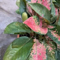 رفع دغدغه ، خواسته و هدف شما نزد ماست