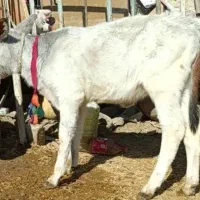 فروش گاو جرسی .ذات شیر بالا.جوان با گوساله|حیوانات مزرعه|علامرودشت, |دیوار