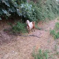بز  داشتی