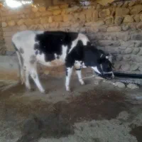 فروش گاو و گوساله