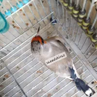 سهره دورگ زاغ استان فارس|پرنده|شیراز, خلدبرین|دیوار