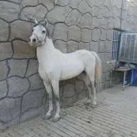 فروش چند راس اسب|اسب و تجهیزات اسبسواری|شهرکرد, |دیوار