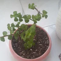 گل طبیعی بنسا