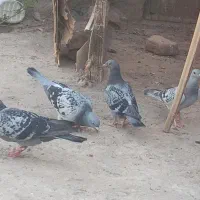 جفت پلاکی باجوجه شون آماده پر باجفت طوقی خوشگل.