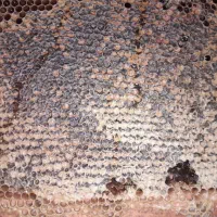 عسل طبیعی خلخال|خوردنی و آشامیدنی|رشت, فخب|دیوار