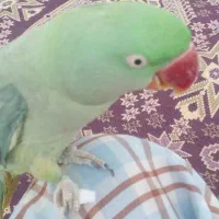 فروش شاه طوطی کاملااهلی