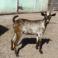 بز بوئر و عمانی|حیوانات مزرعه|کرج, گلشهر|دیوار