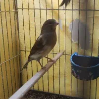 دو قناری ماده و سهره ماده