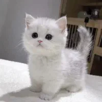 پانسیون خانگی