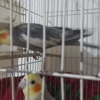 دوعددعروس سیامون