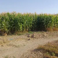 بلال|گل و گیاه طبیعی|قیدار, |دیوار